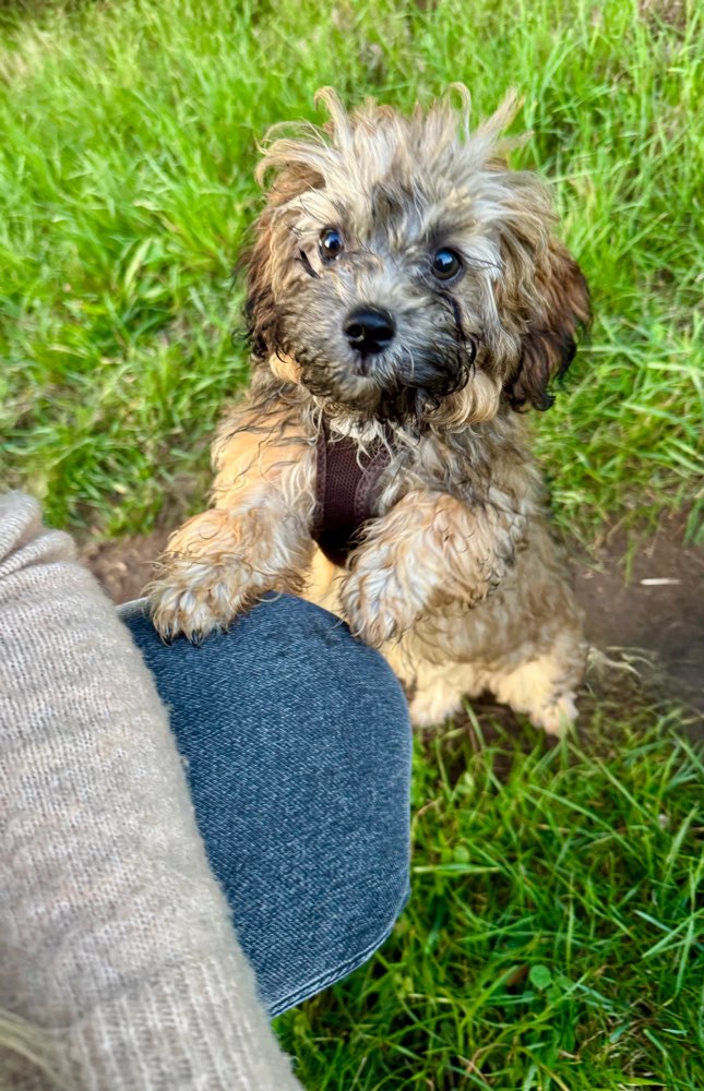 Hundetreffen-Play-/Gassi-Dates Raum Bietigheim-Bissingen-Profilbild