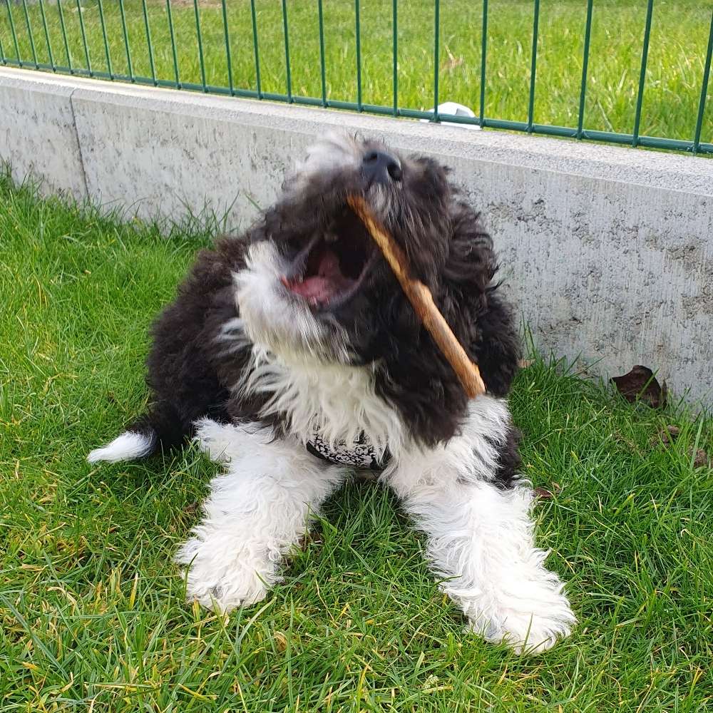 Hundetreffen-Welpenspielen-Profilbild