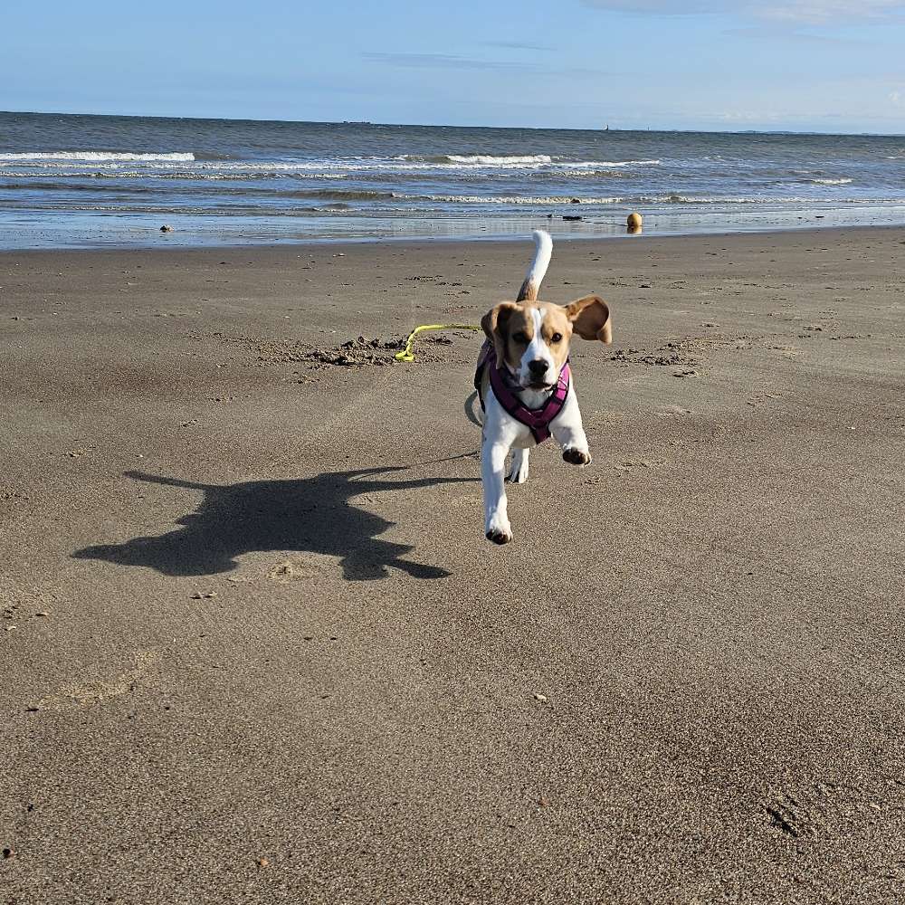 Hundetreffen-Beagle Mädel - bald 1 Jahr alt-Profilbild