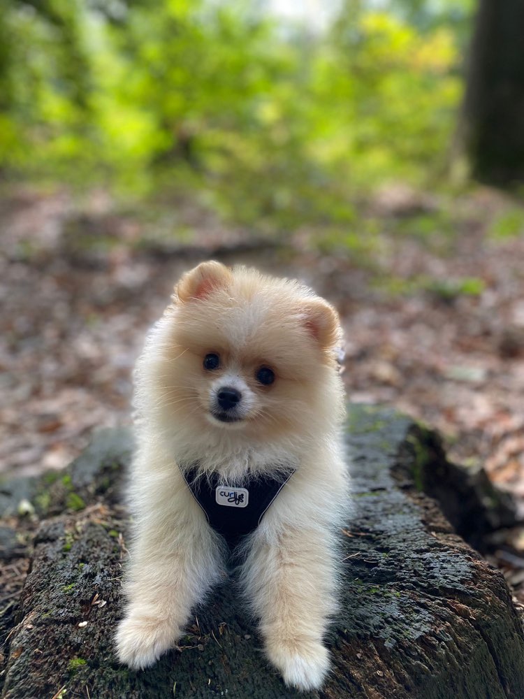 Hundetreffen-Gassi gehen kleine Hunde-Profilbild