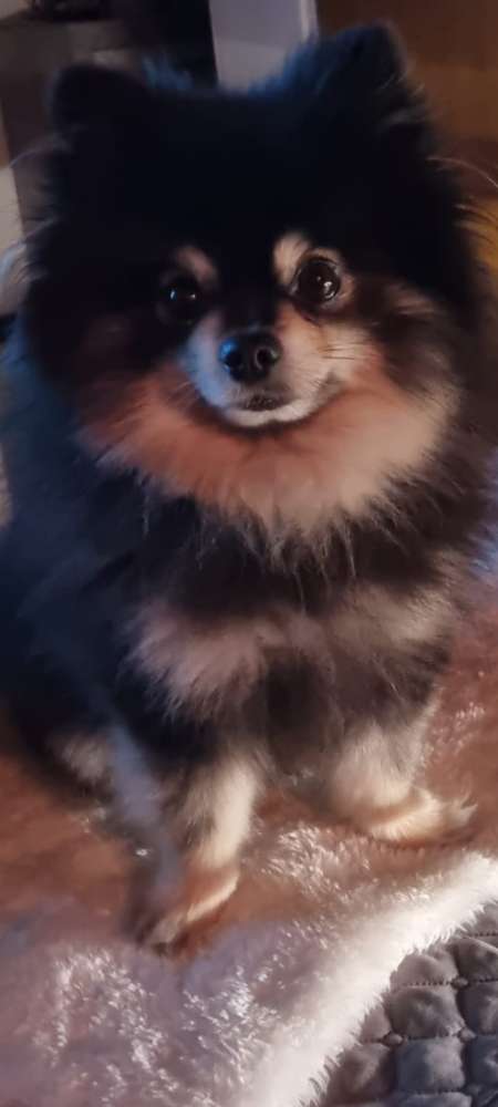 Hundetreffen-Milo sucht Spielkameraden-Profilbild