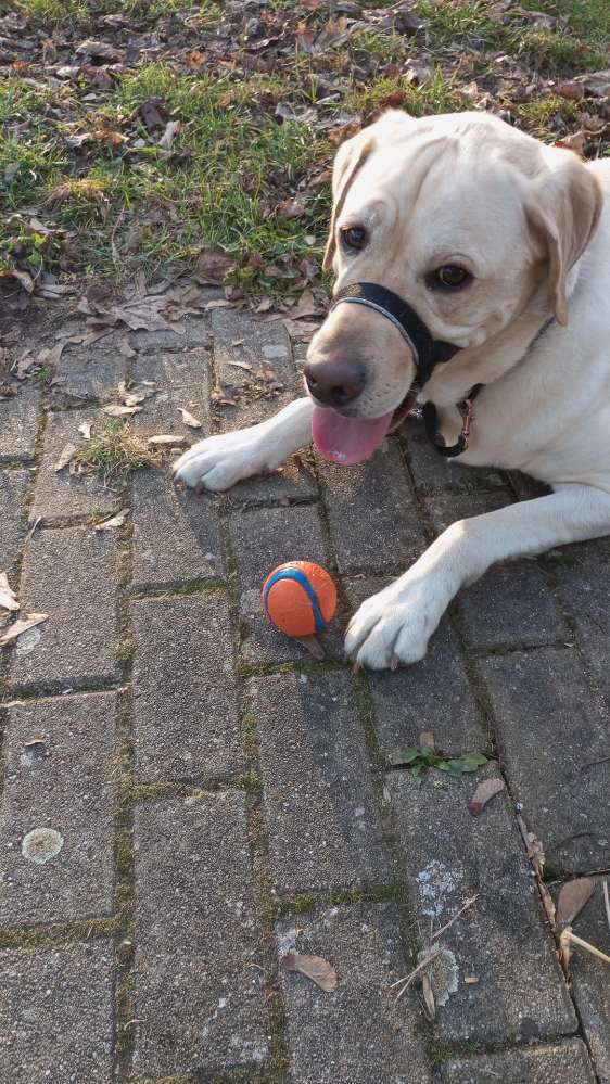 Hundetreffen-Suche Gassi-und Spielpartner-Profilbild