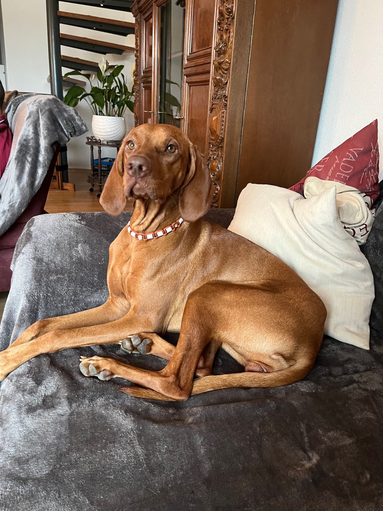 Hundetreffen-Gassirunde-Profilbild