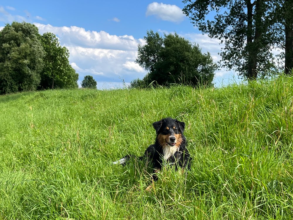 Hundetreffen-Gassitreffen und spielen-Profilbild