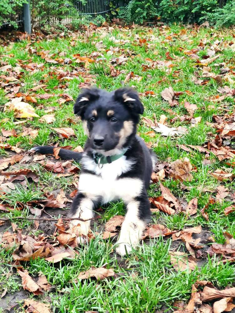 Hundetreffen-Welpen/Junghunde treffen im Westpark-Profilbild
