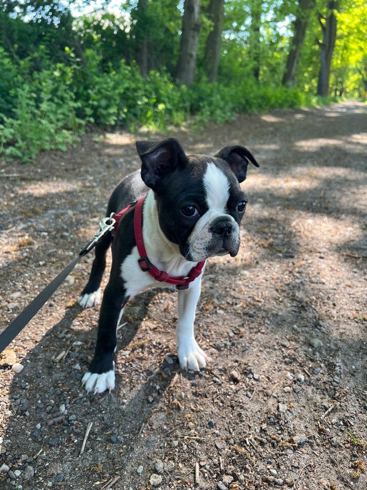 Hundetreffen-Welpentreffen in Wiedersdorf-Profilbild