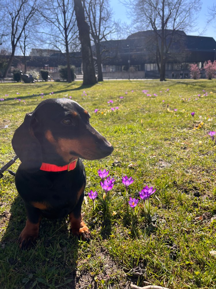 Hundetreffen-Spazier-/Spielkameraden gesucht-Profilbild