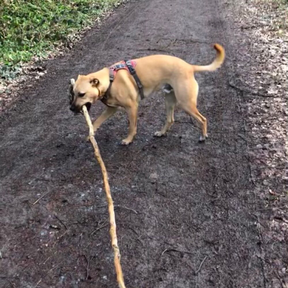 Hundetreffen-Gassi gehen und spielen 🐾-Profilbild