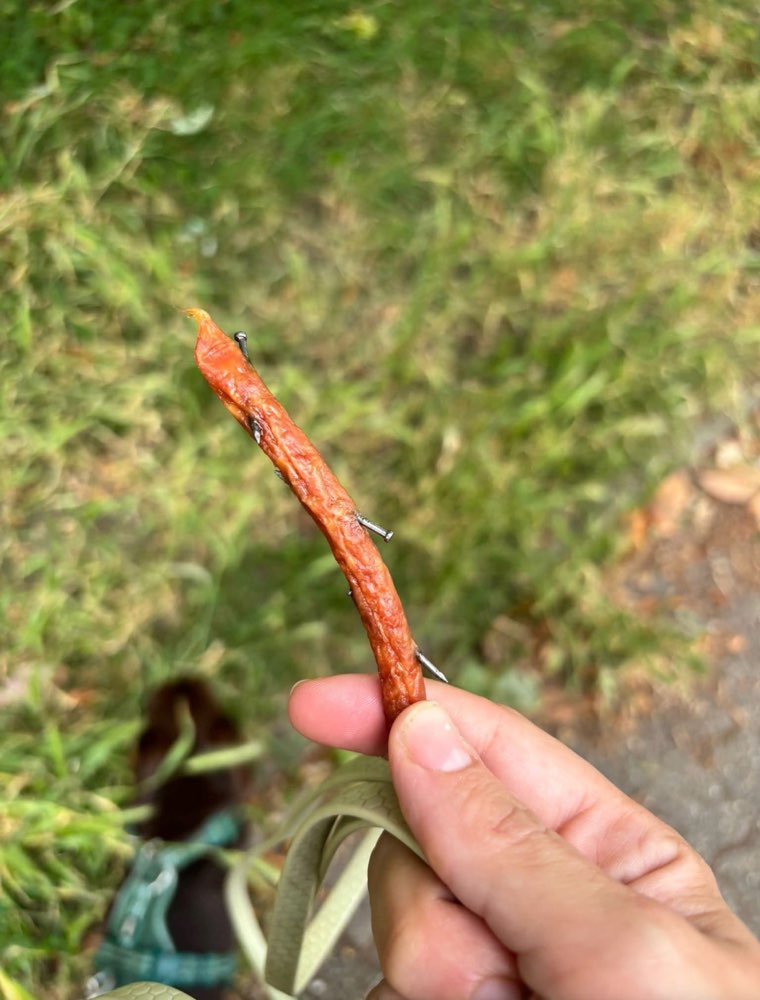 Giftköder-Mit Nägeln präparierte Wurst gefunden-Profilbild