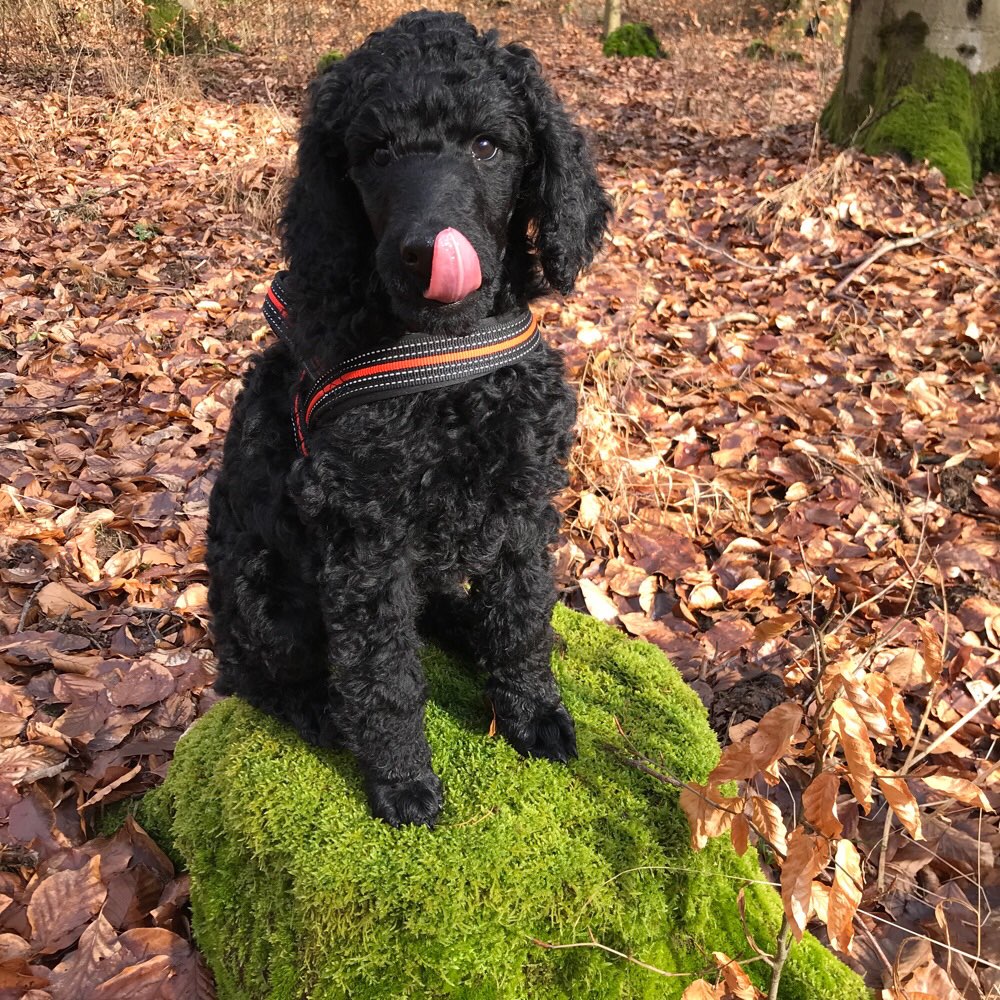 Hundetreffen-Welpentreffen am Neuen Friedhof in Grünberg-Profilbild