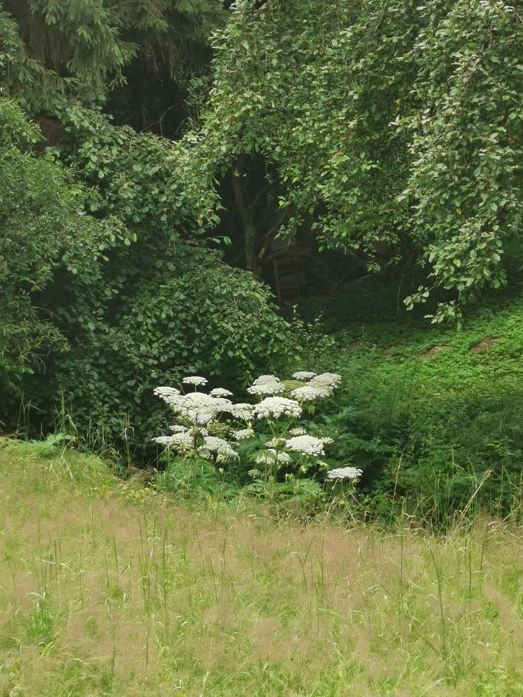 Giftköder-Riesenbärenklau-Profilbild