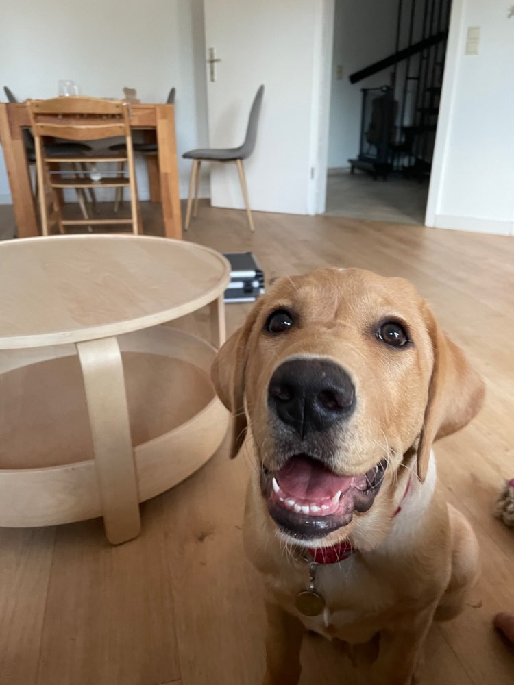 Hundetreffen-Hundekontakte üben-Profilbild