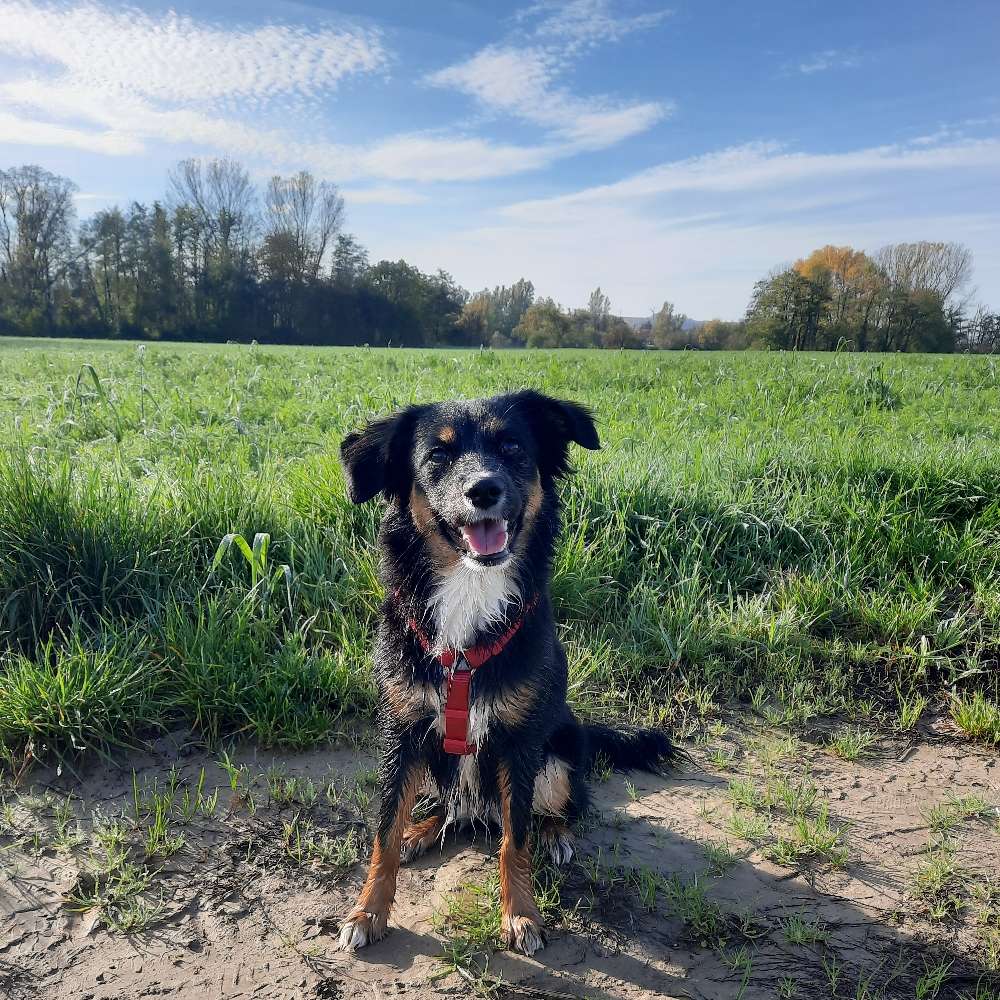 Hundetreffen-Hundetreffen-Profilbild