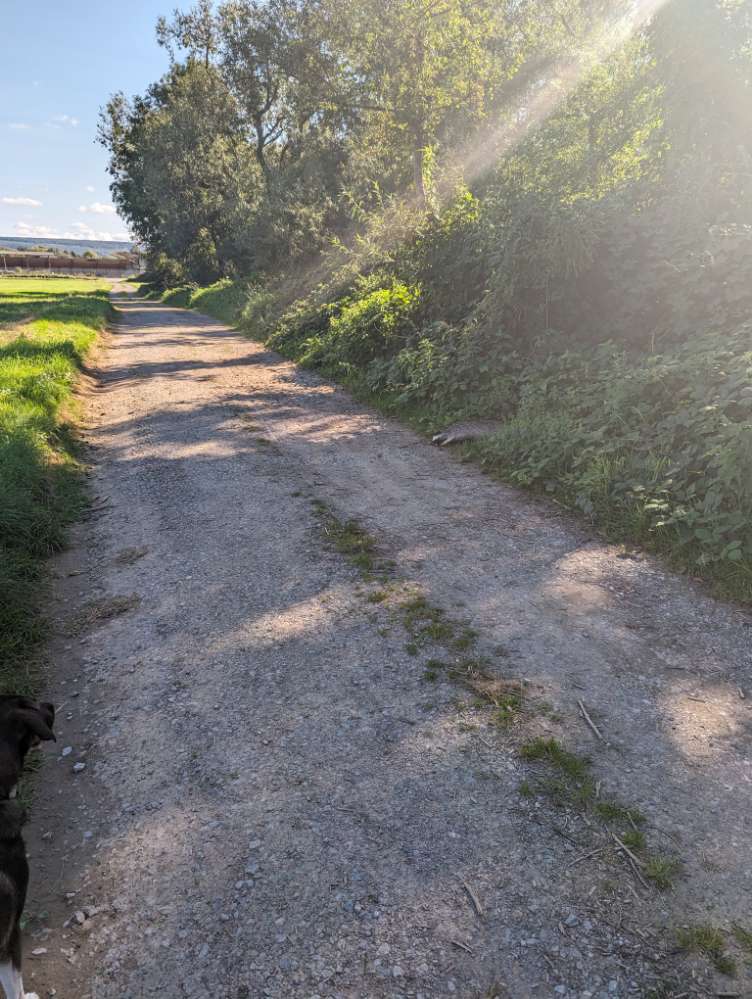 Giftköder-Toter Dachs-Profilbild