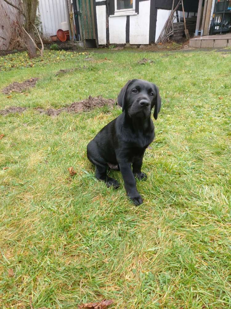 Hundetreffen-Welpentreffen in Odenthal Blecher-Profilbild