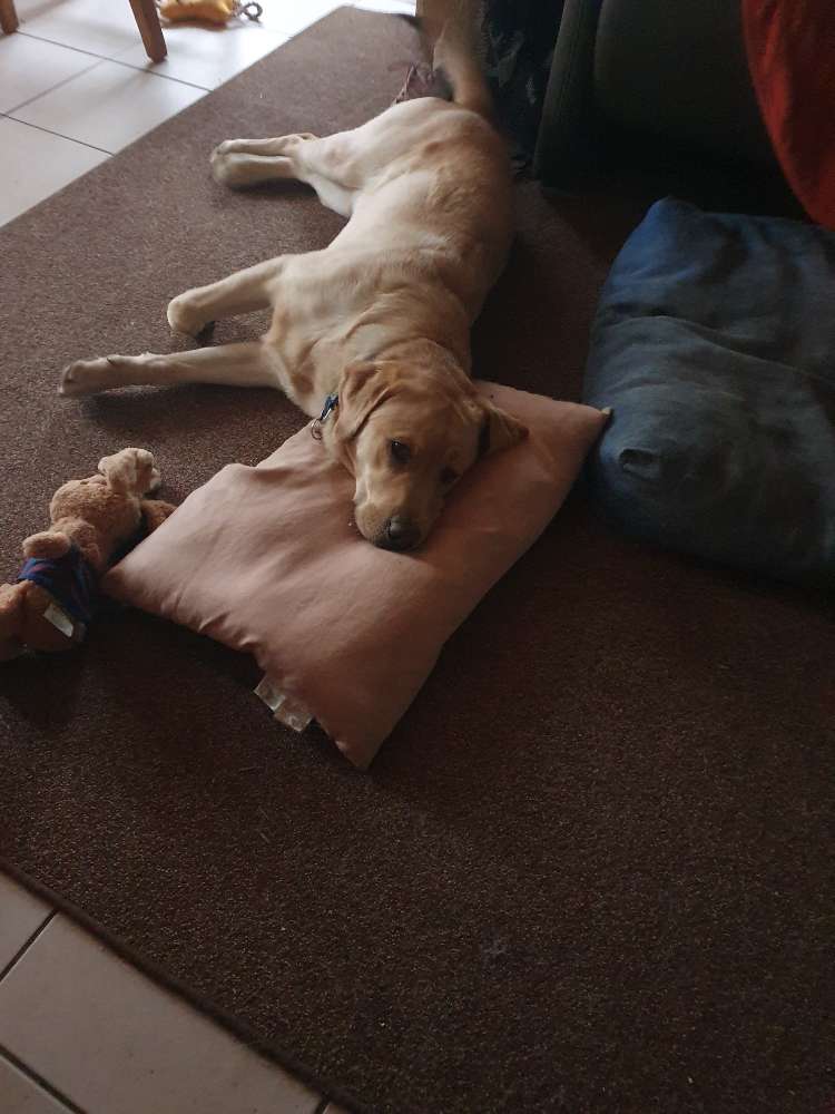 Hundetreffen-Gassi/Spiel Treffen-Profilbild