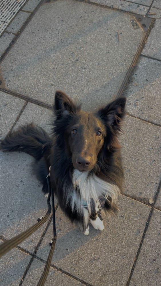 Hundetreffen-Entspannte Spaziergänge 🐾-Profilbild