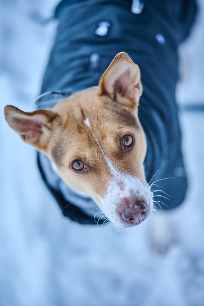 Hundetreffen-Lauf- und Spielbuddy für Maya-Profilbild