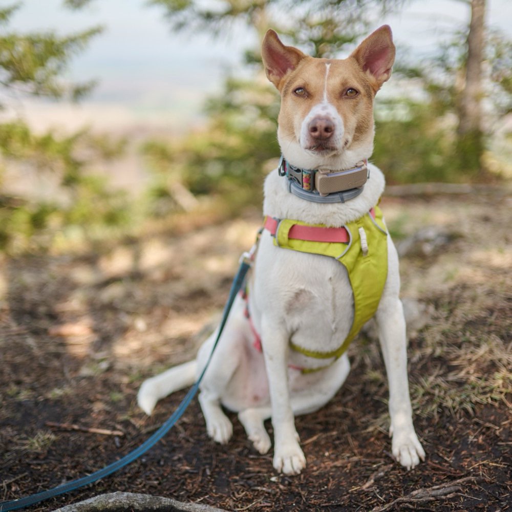 Hundetreffen-Lauf- und Spielbuddy für Maya-Profilbild