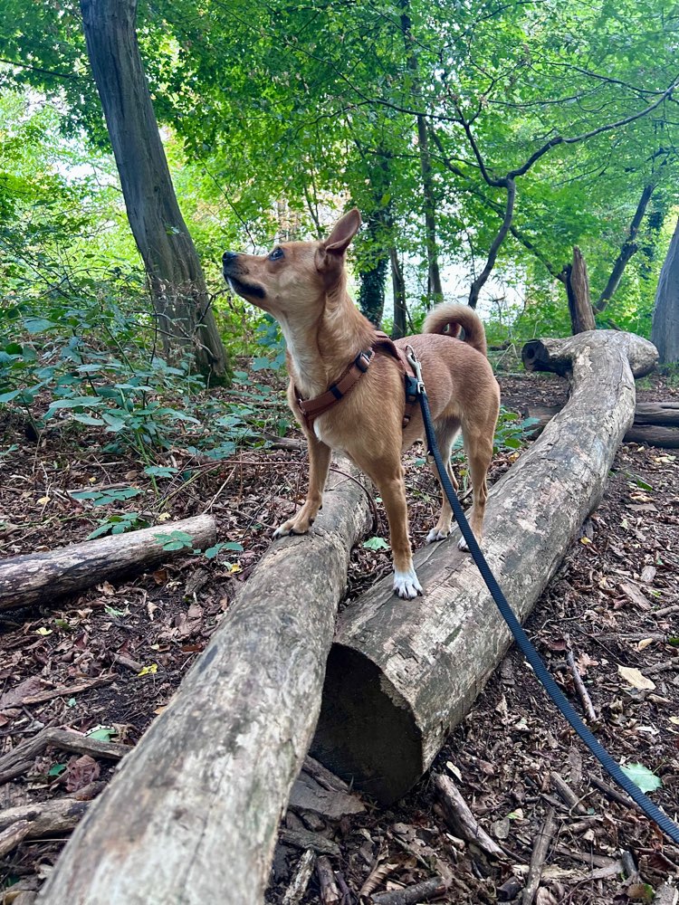 Hundetreffen-Social walk & Spielen & Tranieren-Profilbild