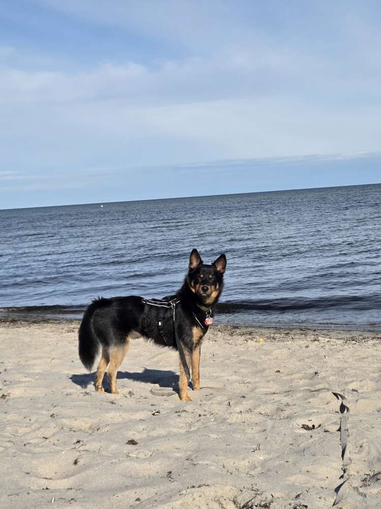 Hundetreffen-Spaziergang zur Verbesserung des Sozialverhaltens-Profilbild