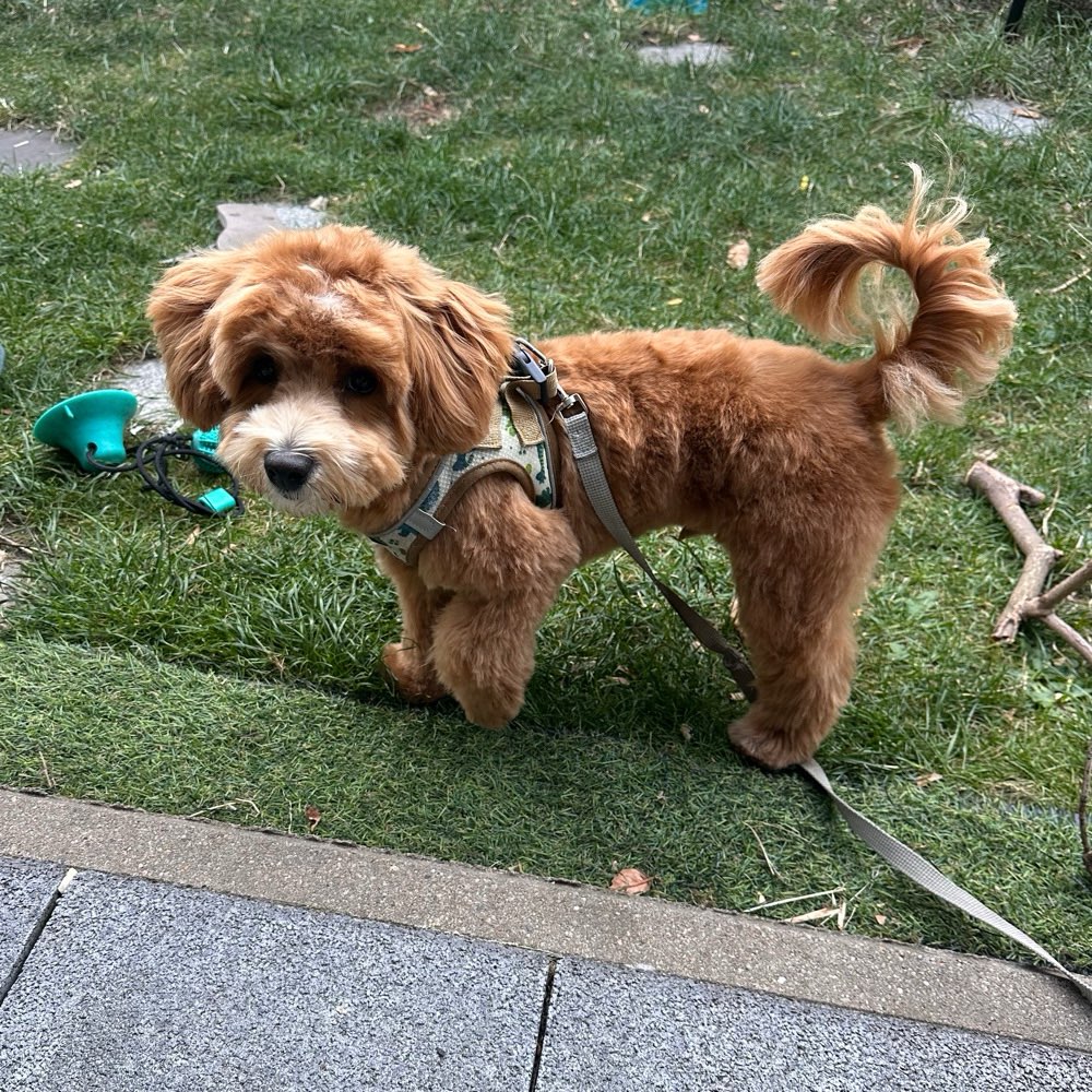 Hundetreffen-Playdate for puppy in Biotop Stuhr-Profilbild