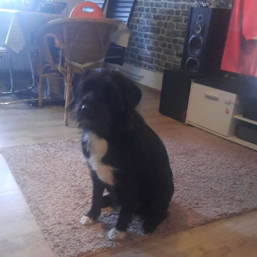 Hundetreffen-Treffen zum spielen?-Profilbild