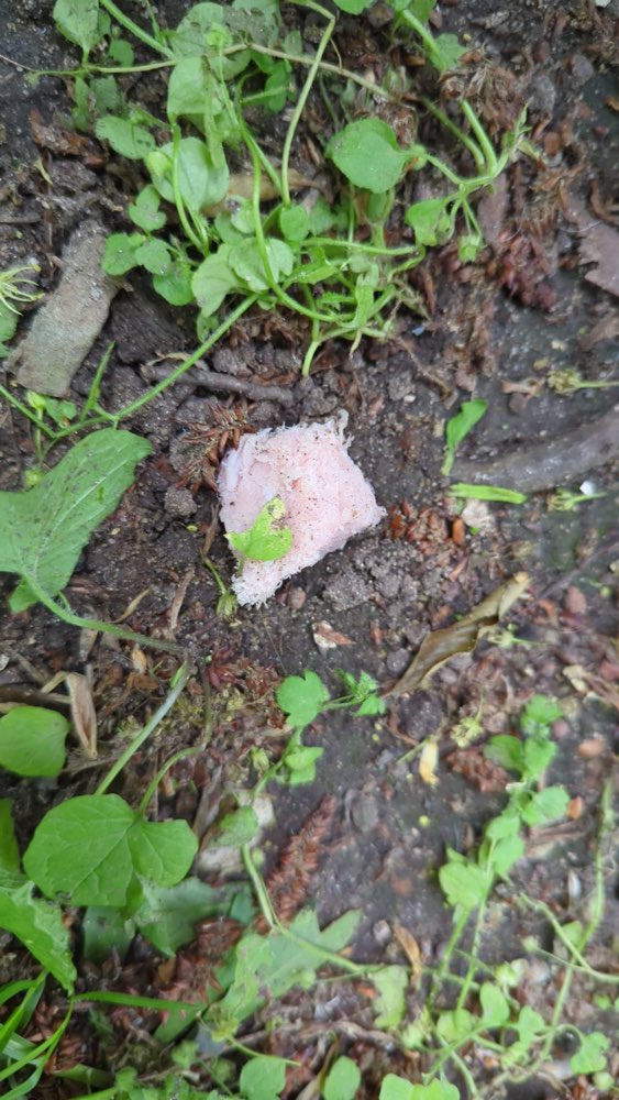 Giftköder-Giftköder Wurst-Profilbild