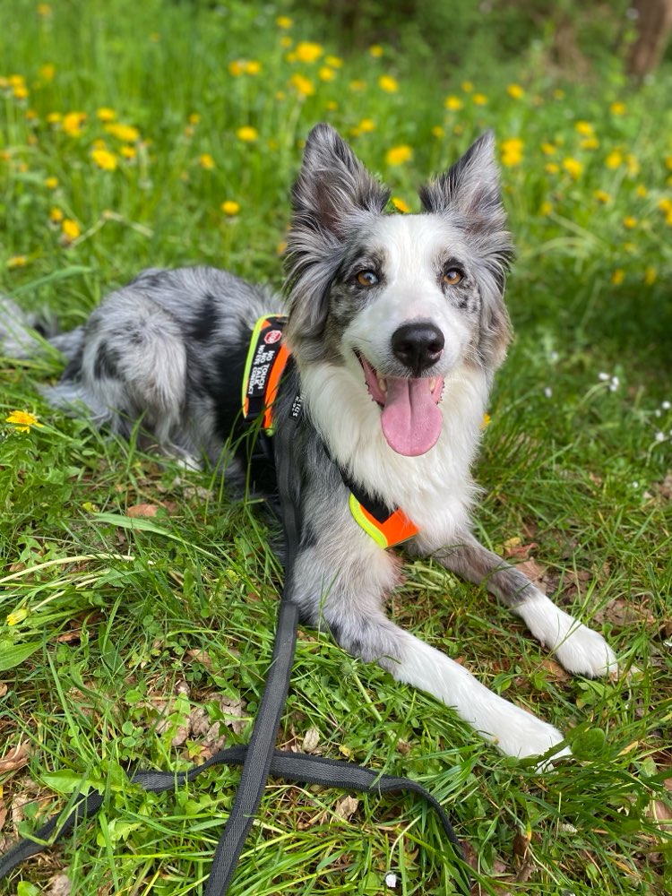 Hundetreffen-Mantrailing-Gruppe-Profilbild