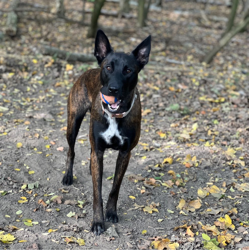 Hundetreffen-Hundespaziergang-Profilbild