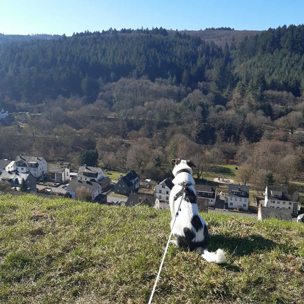 Hundetreffen-Spaziergang :)-Profilbild
