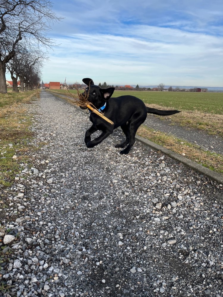 Hundetreffen-Spielen und toben-Profilbild