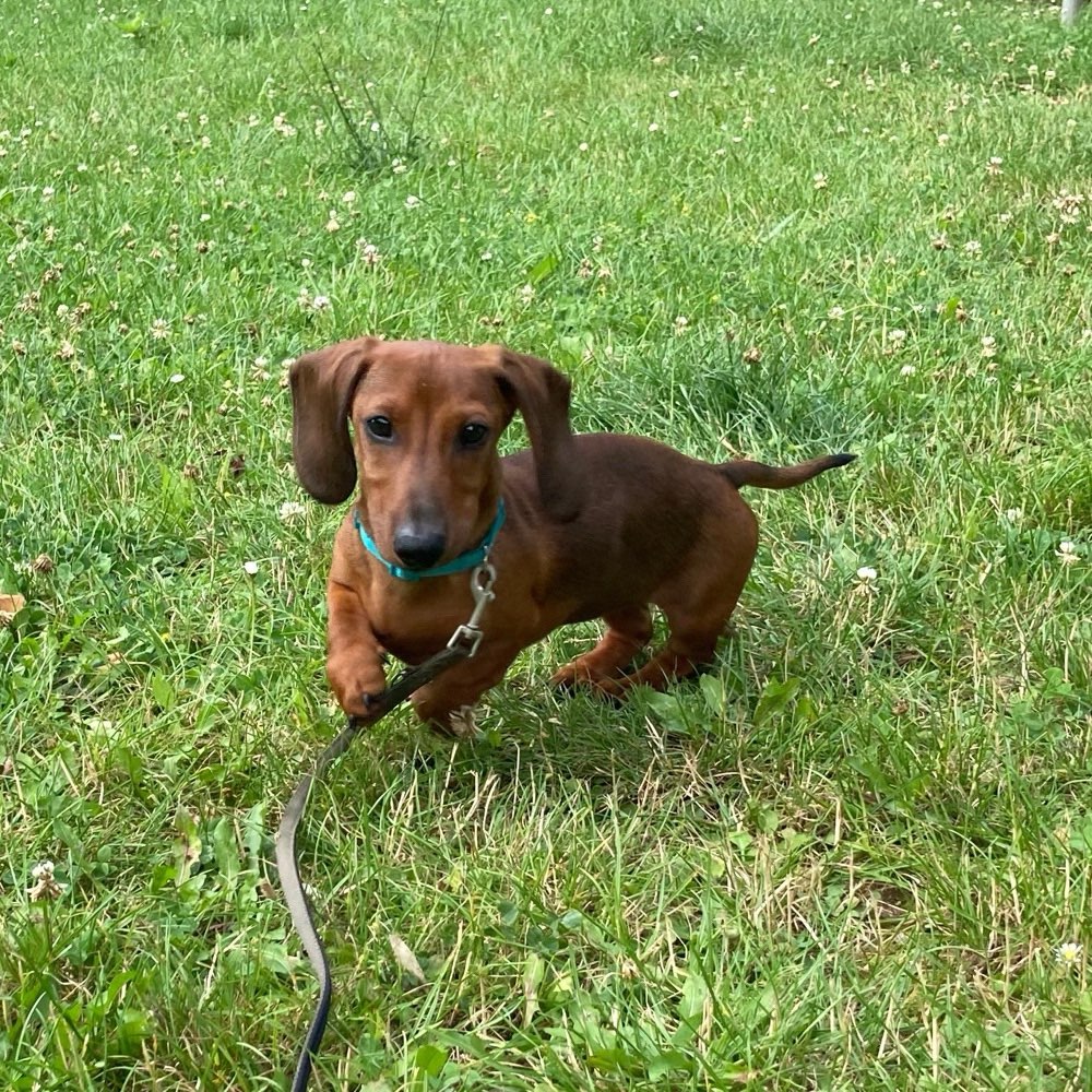 Hundetreffen-Spiel- und Gassifreunde gesucht-Profilbild