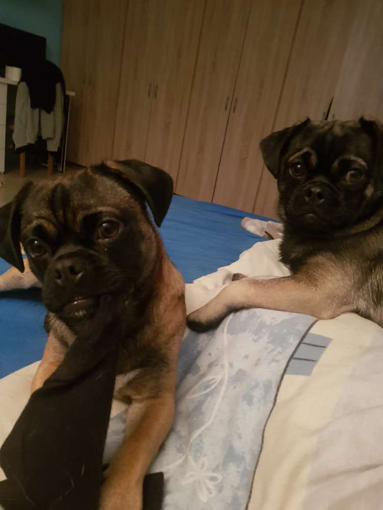 Hundetreffen-Die beiden Rabauken freuen sich über jedes Abenteuer.-Profilbild