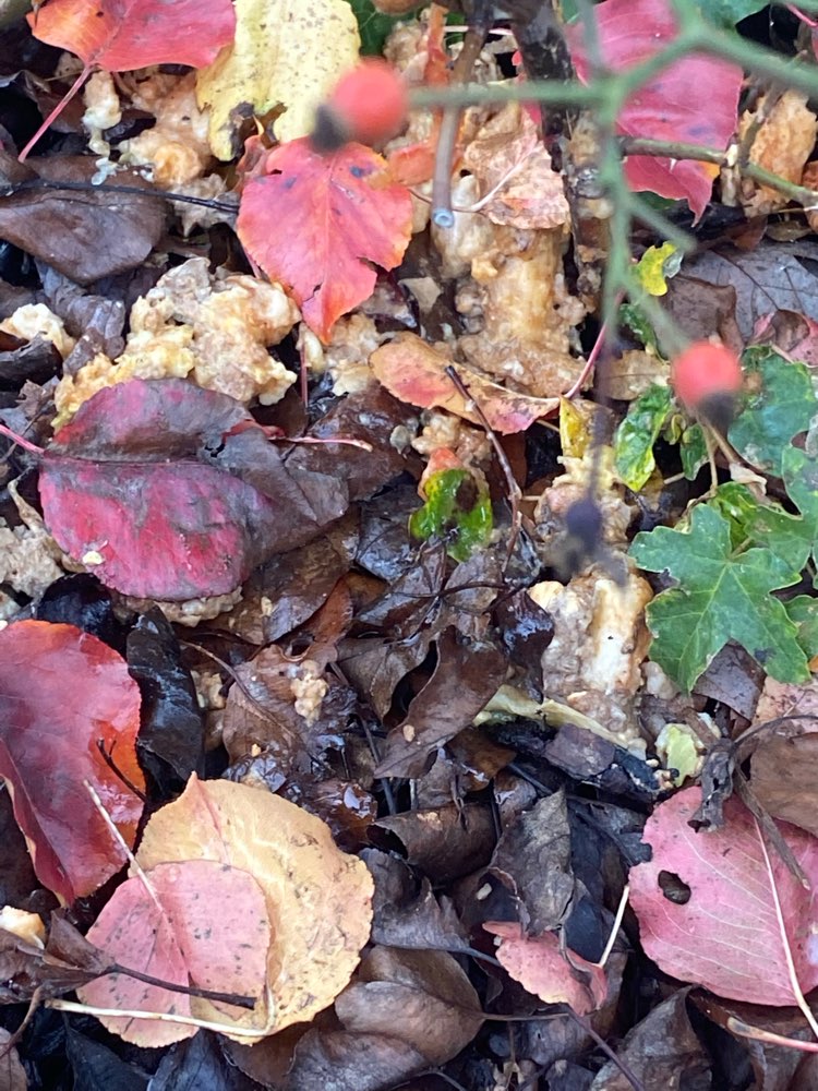 Giftköder-Brei/evtl. Nassfutter-Profilbild