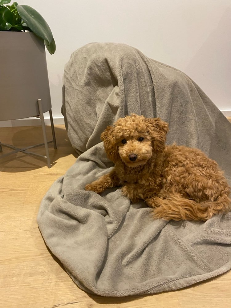 Hundetreffen-Lotti sucht Gassifreunde-Profilbild