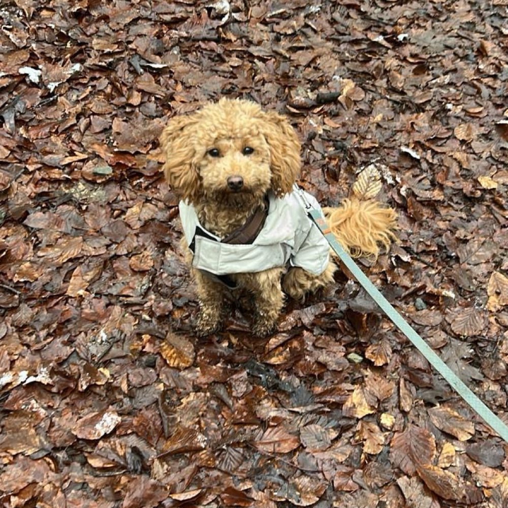 Hundetreffen-Lotti sucht Gassifreunde-Profilbild