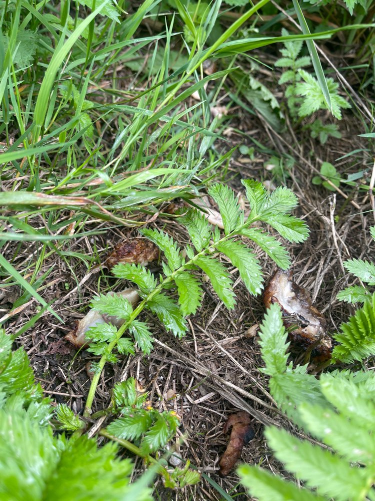 Giftköder-Fleischstücke gefunden-Profilbild