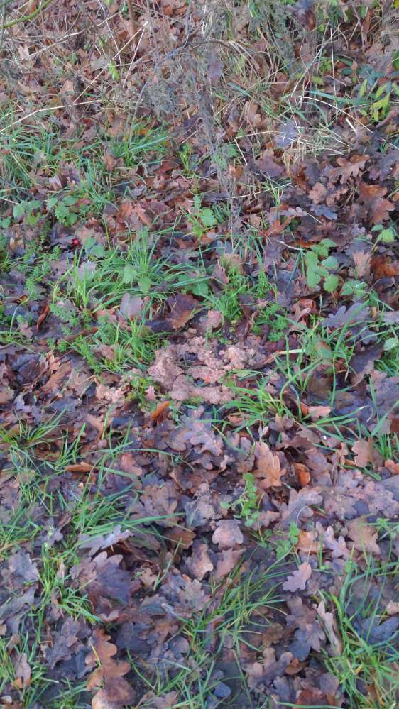 Giftköder-Ausgelegtes Futter-Profilbild