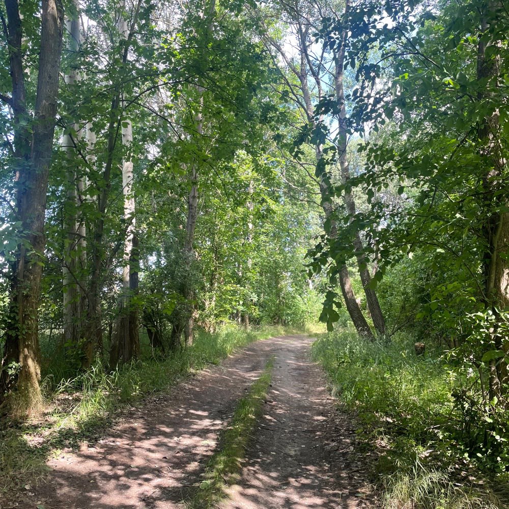 Hundetreffen-Dog walk-Profilbild