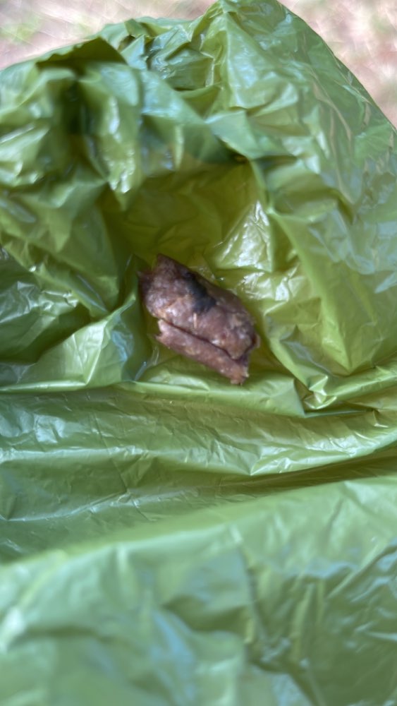 Giftköder-Verdächtige Würstchen am Lietzensee-Profilbild