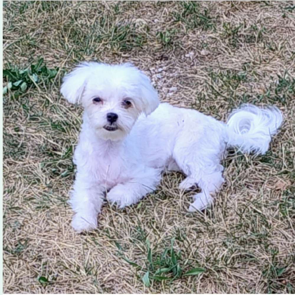 Hundetreffen-Lilli sucht Hundefreundschaften 🐾-Profilbild