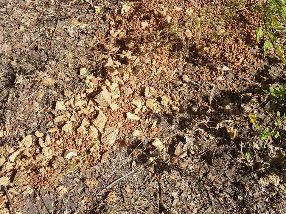 Giftköder-Giftköder?-Profilbild