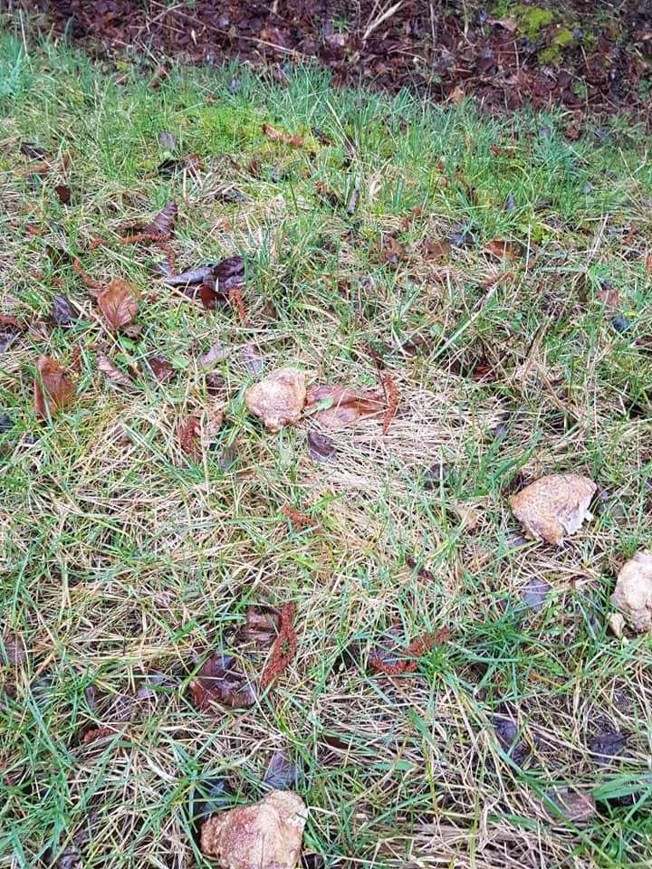 Giftköder-Fleischstücke-Profilbild