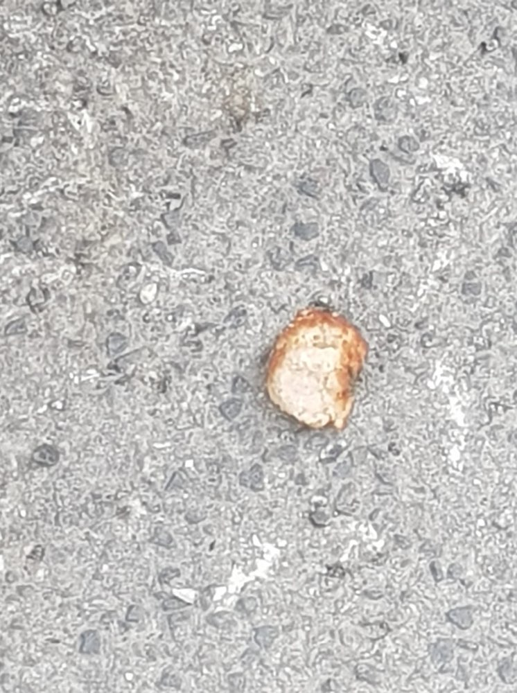 Giftköder-Ausgelegte Bratwurst-Profilbild