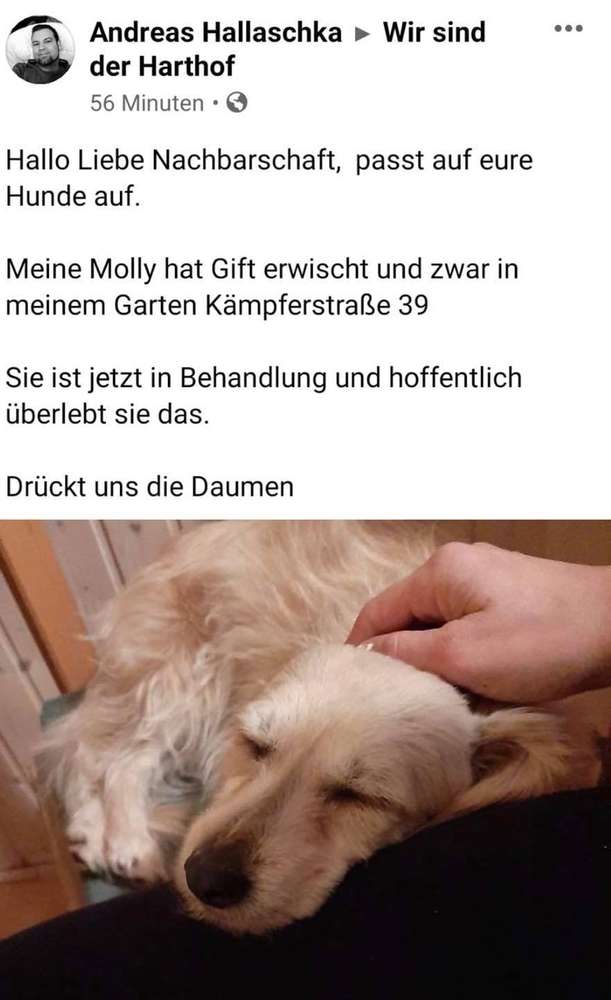 Giftköder-Vergifteter Hund-Profilbild