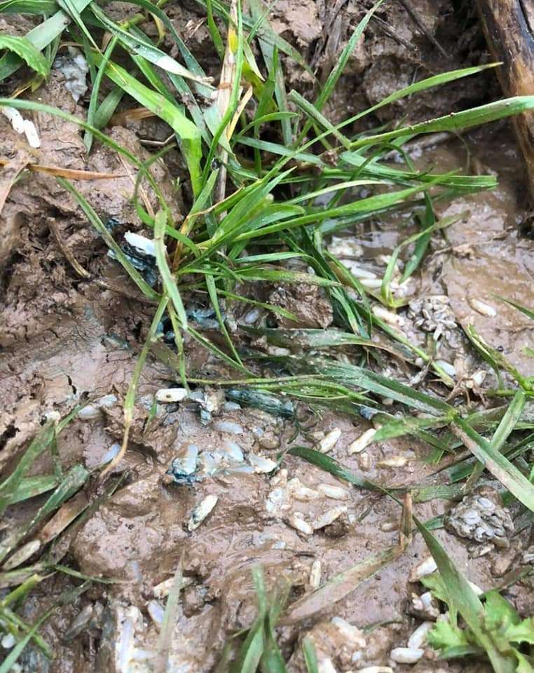 Giftköder-Schnecken Korn-Profilbild