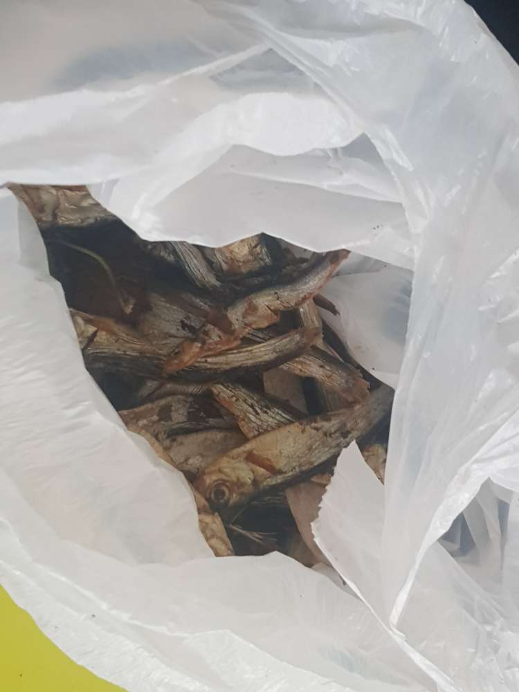 Giftköder-Sprotten, kleine Fische gefunden-Profilbild