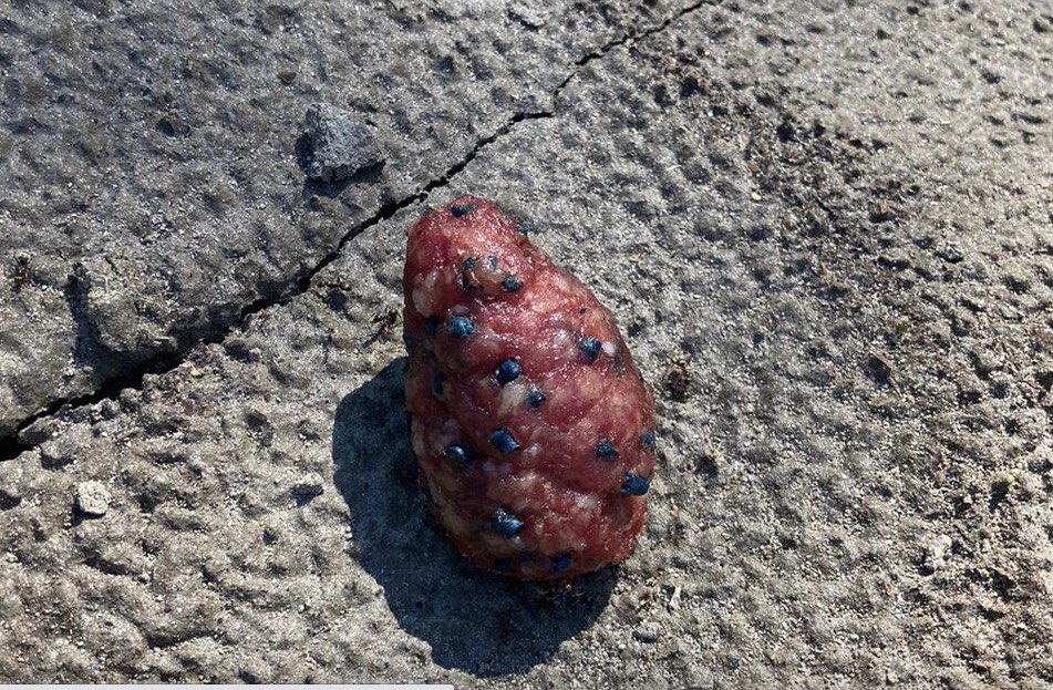 Giftköder-Giftköder-Profilbild