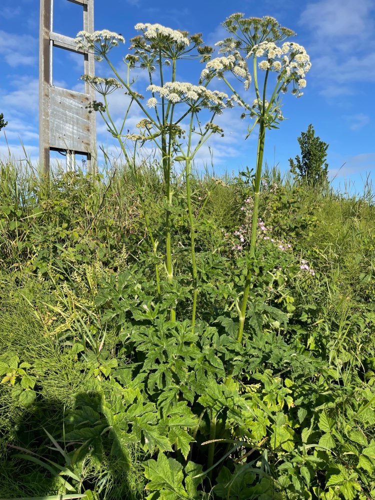 Giftköder-Riesen-Bärenklau / Überseestadt-Profilbild
